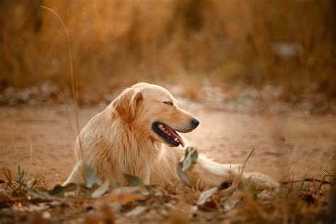 blond doggy|17 Blonde Dog Breeds: With Pictures, Facts & History .